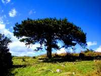 Πεύκη η Μαύρη (Pinus Nigra), Ωρίωνας Μ
