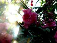 Νήριον το Ολέανδρον (Nerium Oleander), Ωρίωνας Μ